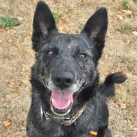 PERE DODU QCN, chien à adopter