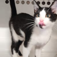 OREO, chat à adopter
