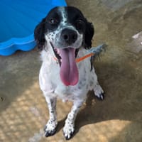 Marcus dit Volt, chien à adopter
