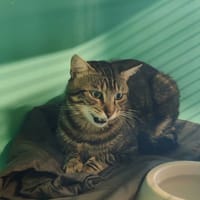 BENITO, chat à adopter