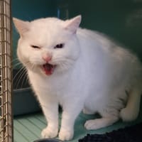 NARUTO, chat à adopter