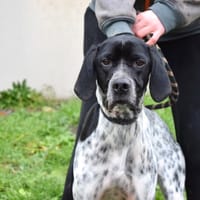 PEPITA, chienne à adopter