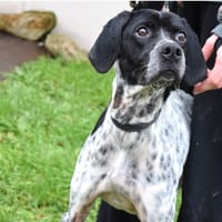 PEPITA, chienne à adopter