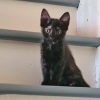 BIGNONE, chatte à adopter