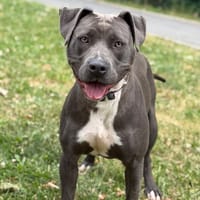 Arya CAA15523, chienne à adopter