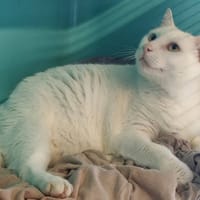 FLOCON, chat à adopter
