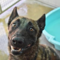 Rocky, chien à adopter