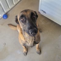 Lupine, chienne à adopter