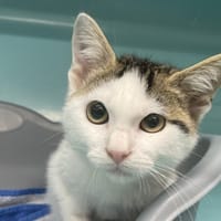 ASLAD, chat à adopter