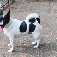LUCIE VAA, chienne à adopter