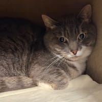 Winnie CAB6013, chat à adopter