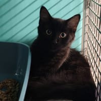 NYLA, chat à adopter