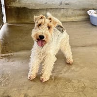 ARTHUR OAA20085, chien à adopter