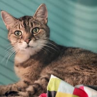 TIA, chatte à adopter