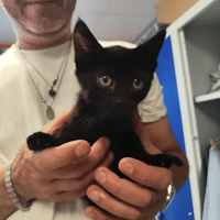 DINA, chatte à adopter