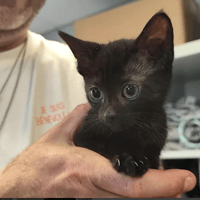 MAGGIE, chatte à adopter