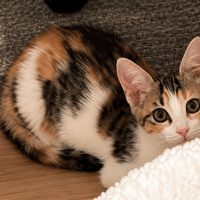 Bliss [Chaton], chatte à adopter