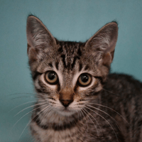 Olie, chatte à adopter