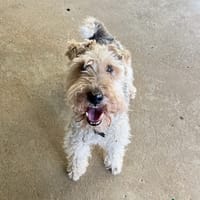 ALFRED OAA20086, chien à adopter