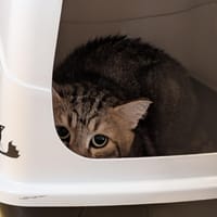 A17507 CEZANNE, chat à adopter