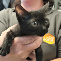 GANON, chat à adopter