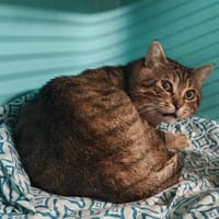 MIMOUNE, chat à adopter