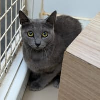 Zoé CAB6008, chatte à adopter