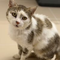 Gustave CAB6020, chat à adopter