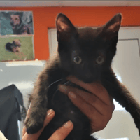 VEGA, chatte à adopter