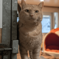 BIBICHOU A17495 (réservé), chat à adopter