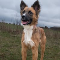 Isaak, chien à adopter
