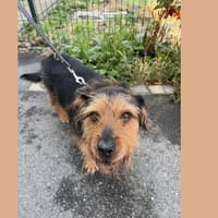 ALBERT HAA24812, chien à adopter