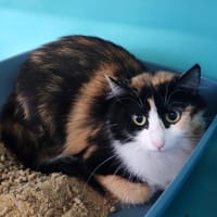 TAMARA, chatte à adopter