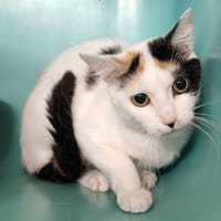 BIANCA, chatte à adopter