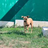 BINGO OAA20090, chien à adopter