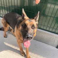 VENUS, chienne à adopter