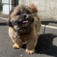 SHIVA, chienne à adopter
