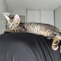 Bora [Chaton], chatte à adopter