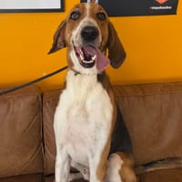 HADES, chien à adopter