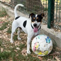 SIMBA, chien à adopter