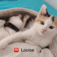 LOUISE, chatte à adopter