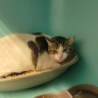 Greg, chat à adopter