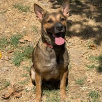 Amya, chienne à adopter