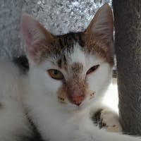 RISSER, chat à adopter