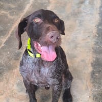 Chase, chien à adopter