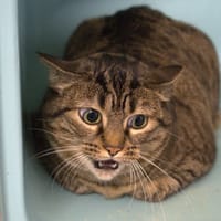 CORANE, chatte à adopter
