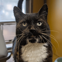 NEWTON A17494, chat à adopter