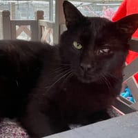 PHOENIX, chat à adopter