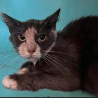 Galaxy, chatte à adopter