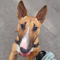 VIOLETTE, chienne à adopter